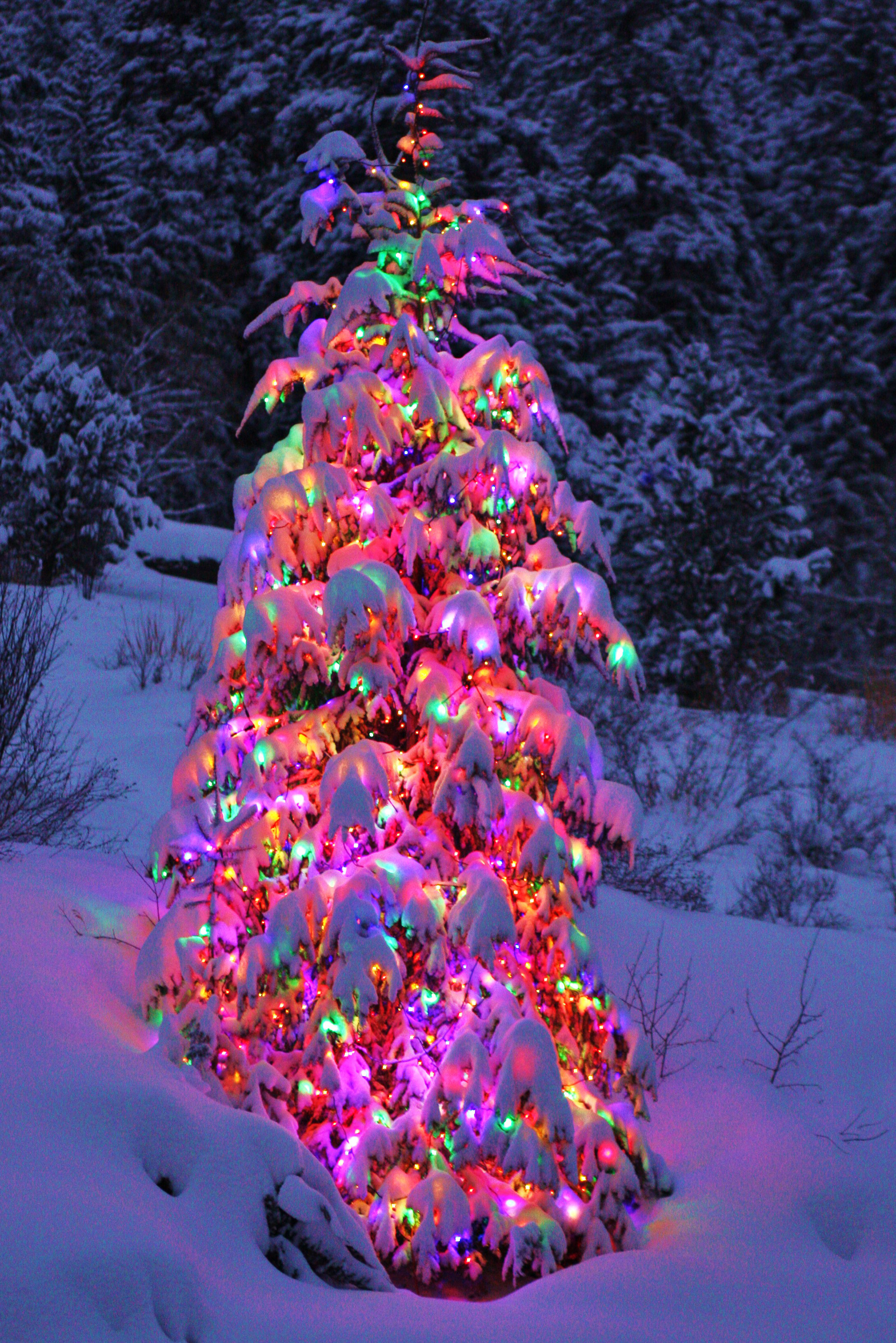 Residential lighted christmas tree